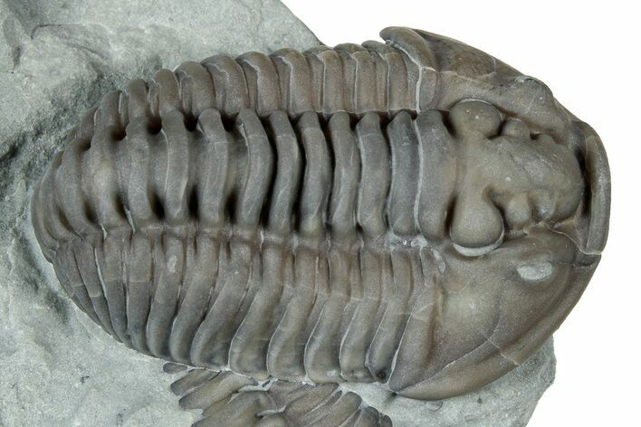 Prone Flexicalymene Trilobite - Mt Orab, Ohio #329805
